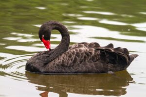 photo of a black swan with a red beak